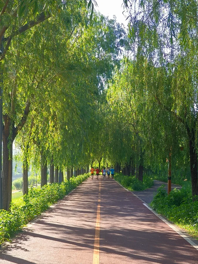 绿荫下的小路